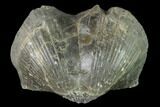 Large, Pyrite Replaced Brachiopod (Paraspirifer) Fossil - Ohio #142127-1